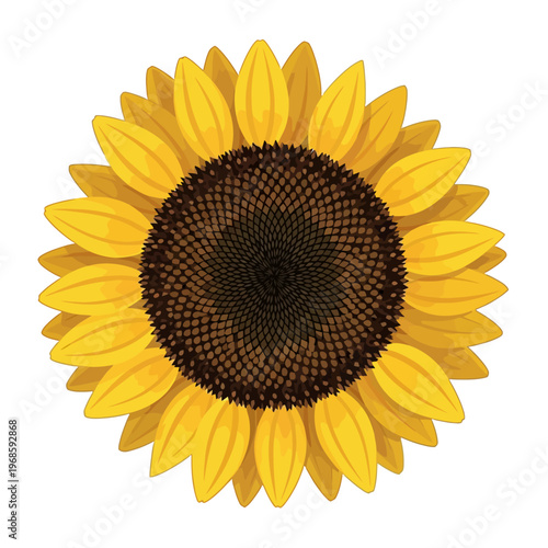 Vibrant hand-drawn sunflower illustration radiating warmth and natural beauty, capturing the essence of a sunny day