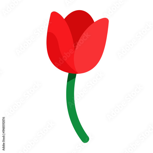 A beautiful red tulip flower with a green stem on a white background