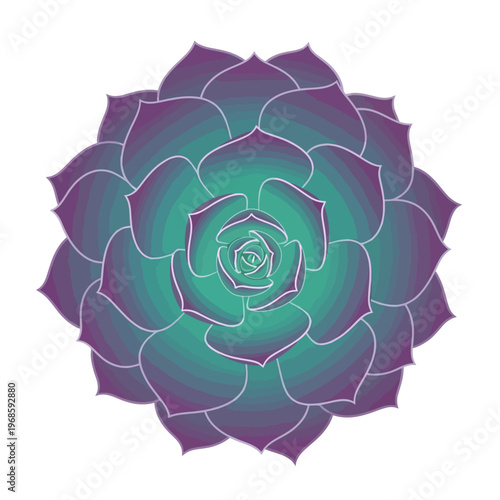 Echeveria succulent plant with purple and teal gradient petals, isolated on white