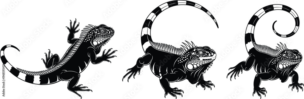 Obraz premium Black and white iguana vector illustration set showing three reptile poses detailed scales striped tail wildlife tattoo design isolated