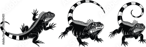 Black and white iguana vector illustration set showing three reptile poses detailed scales striped tail wildlife tattoo design isolated