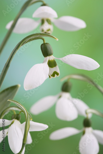 Flowers of snowdrops (Galanthus nivalis) in spring forest