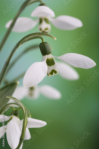 Flowers of snowdrops (Galanthus nivalis) in spring forest