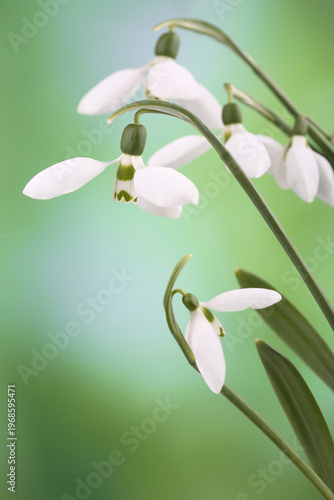 Flowers of snowdrops (Galanthus nivalis) in spring forest