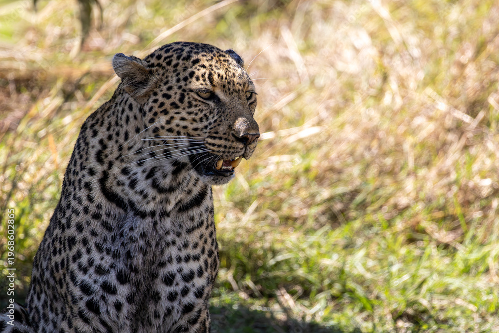 Obraz premium African leopard Panthera pardus sitting in the grass with mouth open in Maasai Mara National Reserve Kenya
