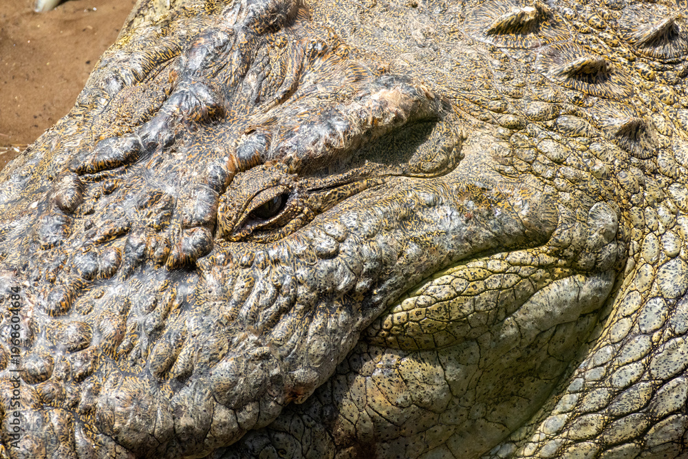 Obraz premium Extreme close up of the eye and textured scaly skin of a Nile crocodile in Maasai Mara National Reserve Kenya