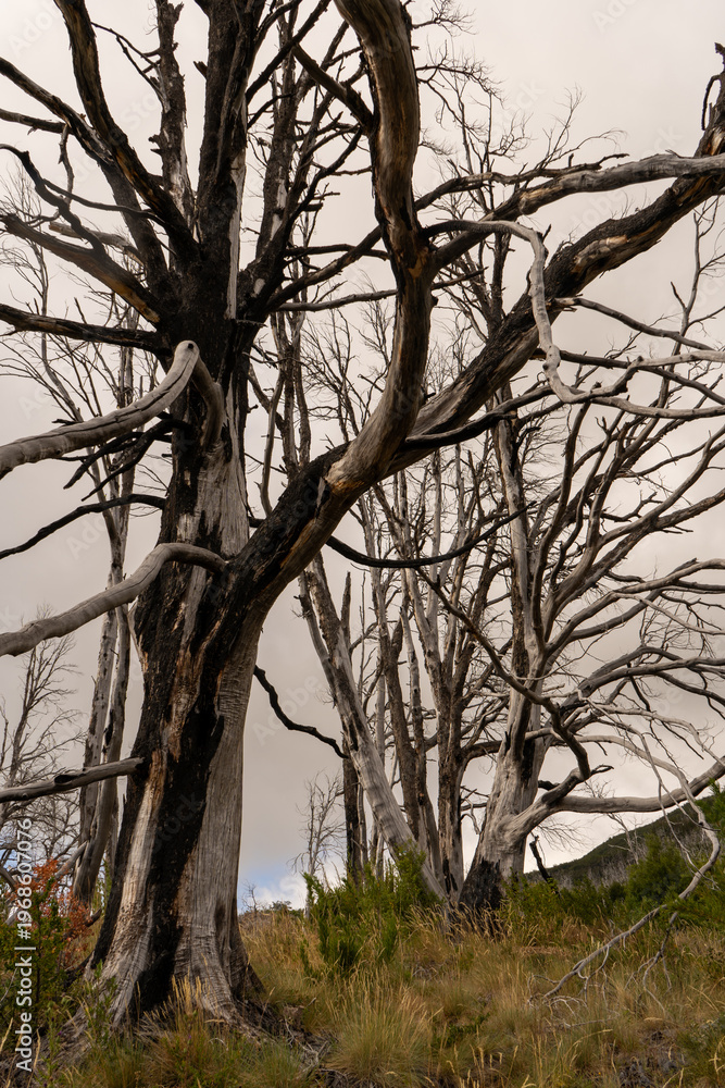 Fototapeta premium trees in the forest