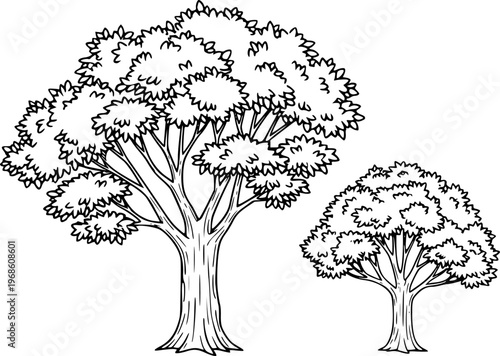 Stylized trees with detailed foliage and trunks a white background nature outline
