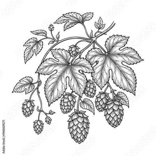 Black and White Engraving of a Hop Plant Branch with Cones and Leaves on ink line png