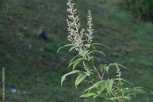 Foto Vitex negundo plant flower