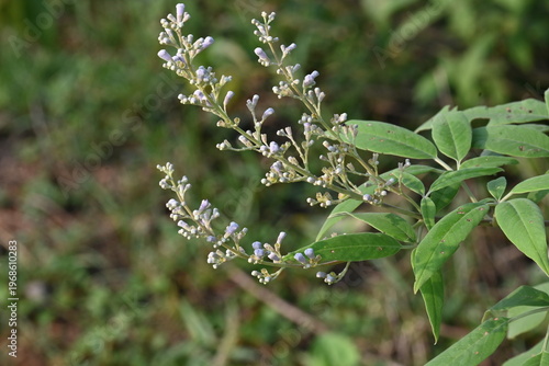 Bilde på lerret Vitex negundo plant flower