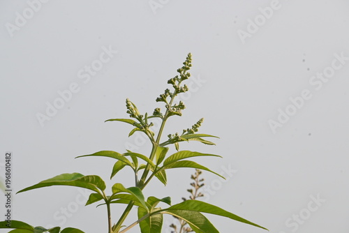 Canvastavla Vitex negundo plant flower