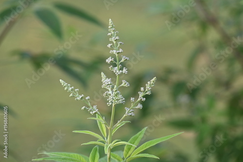 Vitex negundo plant flower. Its other name Chinese chaste tree, five-leaved chaste tree, horseshoe vitex, nisinda and Nirgundi. It is a large aromatic shrub. It is an Ayurvedic medicine.