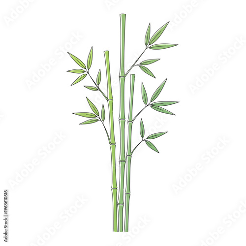 Green bamboo stalks with leaves isolated on white background
