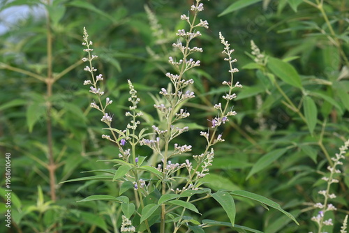 Vitex negundo plant flower. Its other name Chinese chaste tree, five-leaved chaste tree, horseshoe vitex, nisinda and Nirgundi. It is a large aromatic shrub. It is an Ayurvedic medicine.