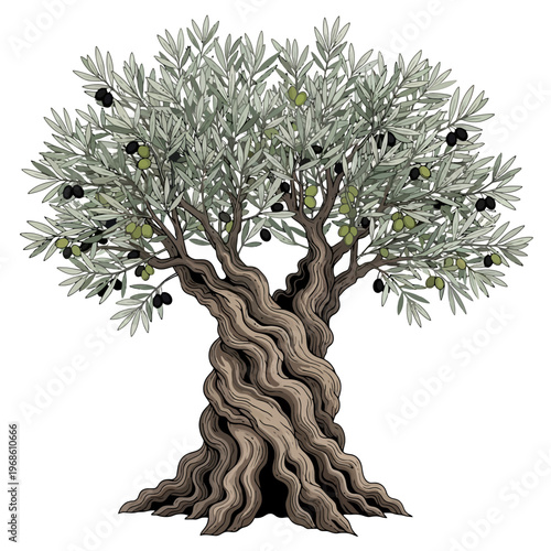 Detailed illustration of a mature olive tree with a gnarled trunk and branches bearing ripe olives