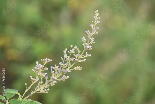 Vitex negundo plant flower. Its other name Chinese chaste tree, five-leaved chaste tree, horseshoe vitex, nisinda and Nirgundi. It is a large aromatic shrub. It is an Ayurvedic medicine.