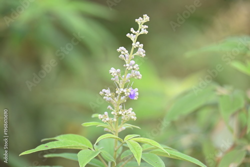 Vitex negundo plant flower. Its other name Chinese chaste tree, five-leaved chaste tree, horseshoe vitex, nisinda and Nirgundi. It is a large aromatic shrub. It is an Ayurvedic medicine.
