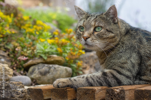 Tabby cat lying on a wooden bench in front of yellow flowers in a rock garden