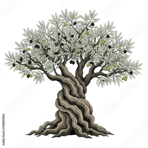 Ancient Olive Tree with Twisted Trunk and Ripe Olives - Symbol of Longevity