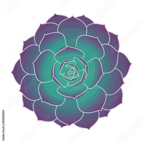 Purple and Teal Succulent Plant Top View Isolated on White Background
