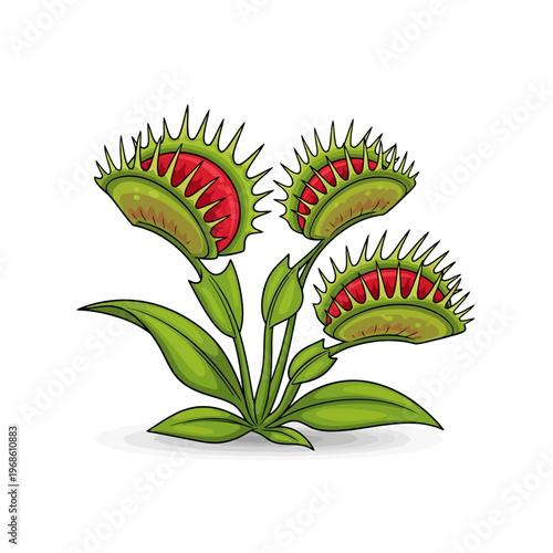 Illustration of a Venus flytrap plant with multiple carnivorous traps