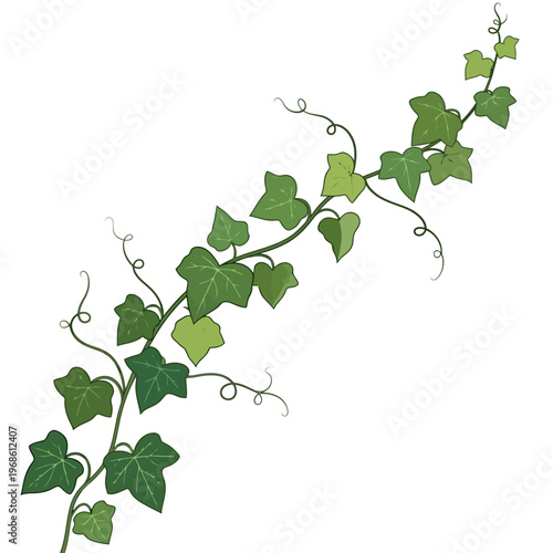 Vibrant green ivy vine with delicate tendrils, showcasing lush foliage in a decorative flourish