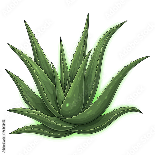 Aloe Vera Plant Illustration Healthy Green Succulent with Spiky Leaves and Natural Glow