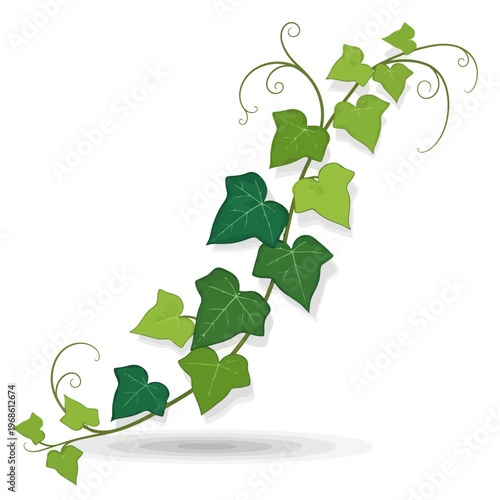 Elegant green ivy vine illustration, showing lush leaves and graceful tendrils, perfect for nature-inspired decorative designs