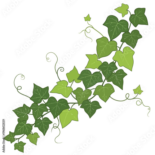 Lush green ivy vine illustration with elegant swirling tendrils and vibrant leaves, perfect for natural decor and botanical designs, conveying growth and organic beauty