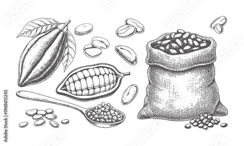 Hand drawn cocoa pod beans and burlap sack cacao seed