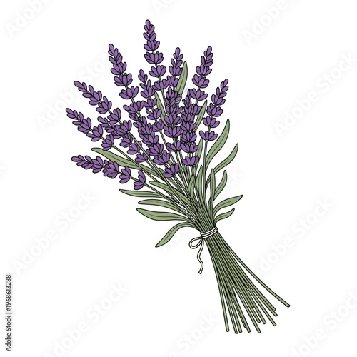 Vibrant hand-drawn illustration of a fresh lavender flower bouquet, elegantly tied with natural string, perfect for aromatherapy and decorative uses