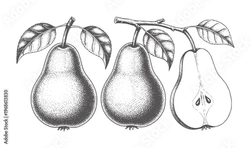Three pears one halved a branch with leaves engraving fruit food nature