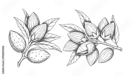 Two black and white of almond branches with leaves and nuts leaf botanical