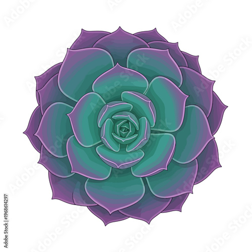 Beautifully Detailed Succulent Plant Illustration - A Close-Up View of a Purple and Teal Echeveria Flower