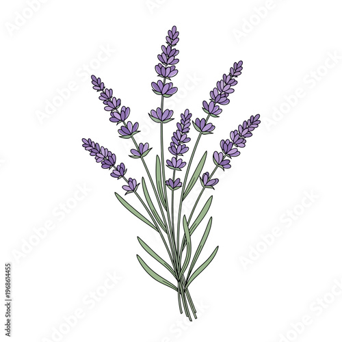 Illustration of a bouquet of fragrant purple lavender flowers with green leaves on a white background