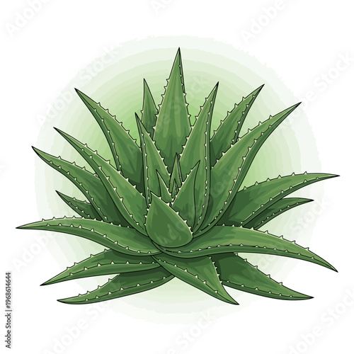 Vibrant Aloe Vera Plant Illustration A Detailed Drawing of Succulent Leaves