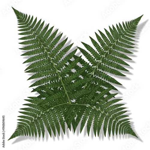 Vibrant green fern fronds artfully arranged in a striking symmetrical pattern, showcasing botanical beauty and natural design