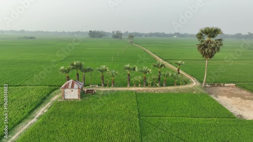Aerial view of a dirt road winding through lush green rice paddies with a small hut and a line of palm trees, revealing the vast agricultural landscape of rural asia
