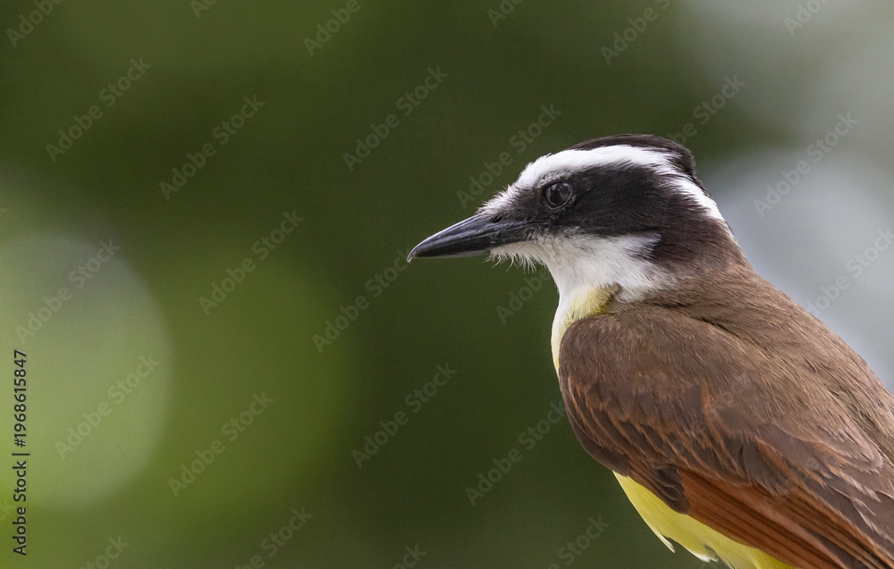 Fototapeta premium Great kiskadee in Mexico