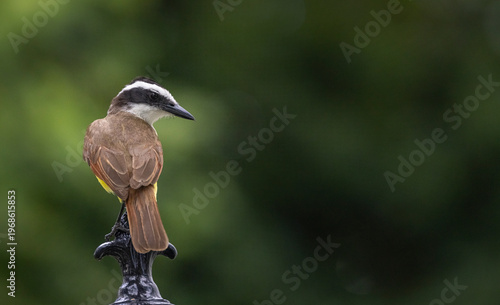 Great kiskadee in Mexico