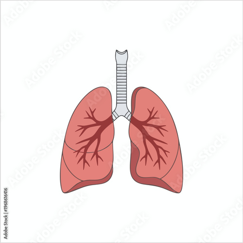 Stylized diagram of human lungs, showing bronchi branching within the organ