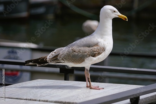 seagull on the beach