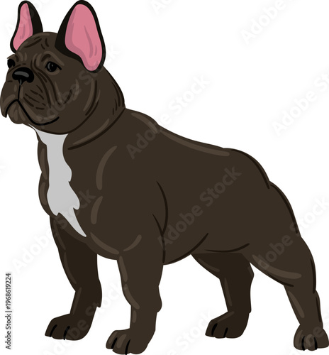 French Bulldog standing with bat ears and short coat