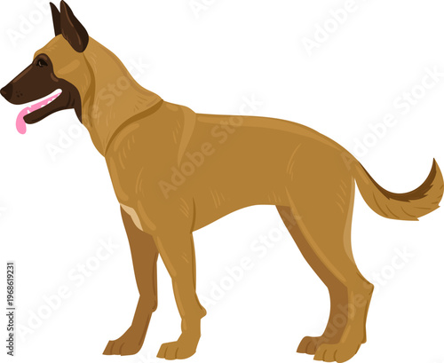 Belgian Malinois dog standing in profile illustration