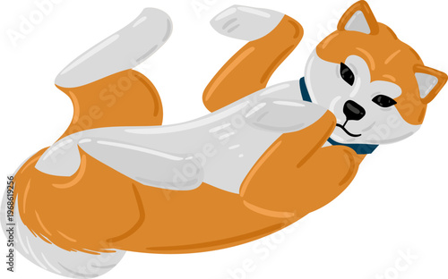 Shiba Inu dog rolling on its back feeling happy