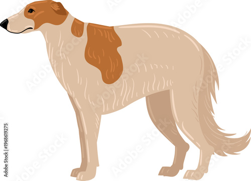 Borzoi dog breed standing in profile illustration