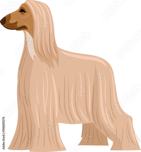Afghan Hound breed dog standing in profile