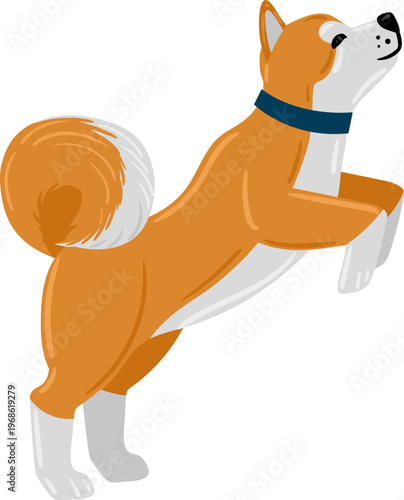 Shiba Inu dog jumping and looking up illustration