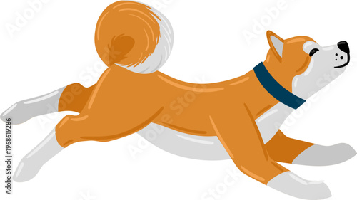 Shiba Inu dog running jumping with energy